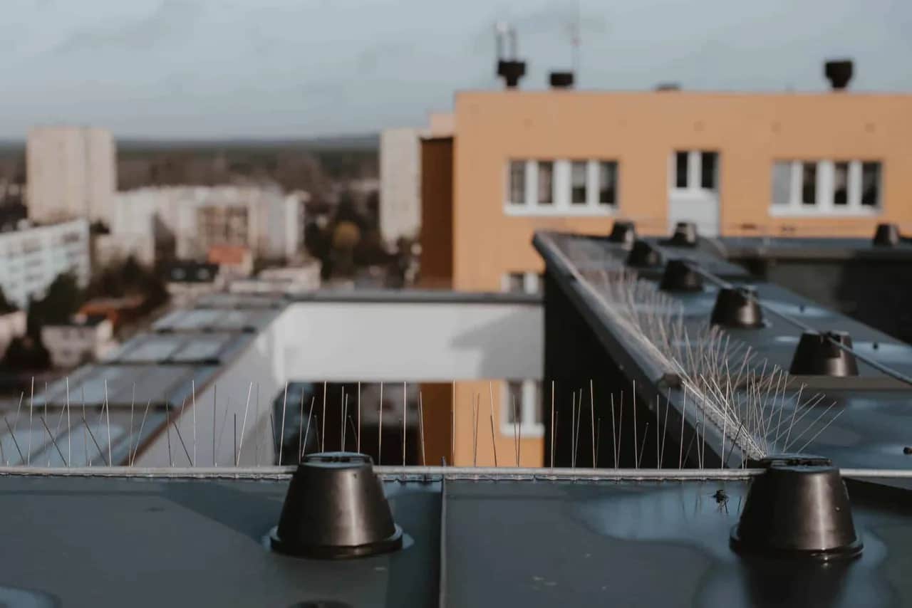 Jak chronić dach przed ptakami? Skuteczne i humanitarne metody