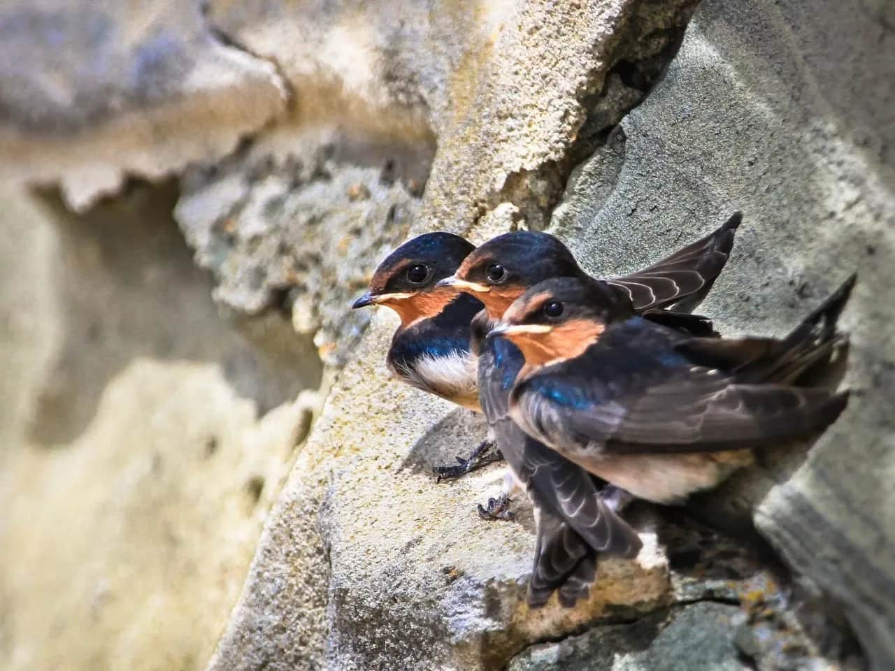 Jaskółki na elewacji? Jak je odstraszyć bez łamania prawa